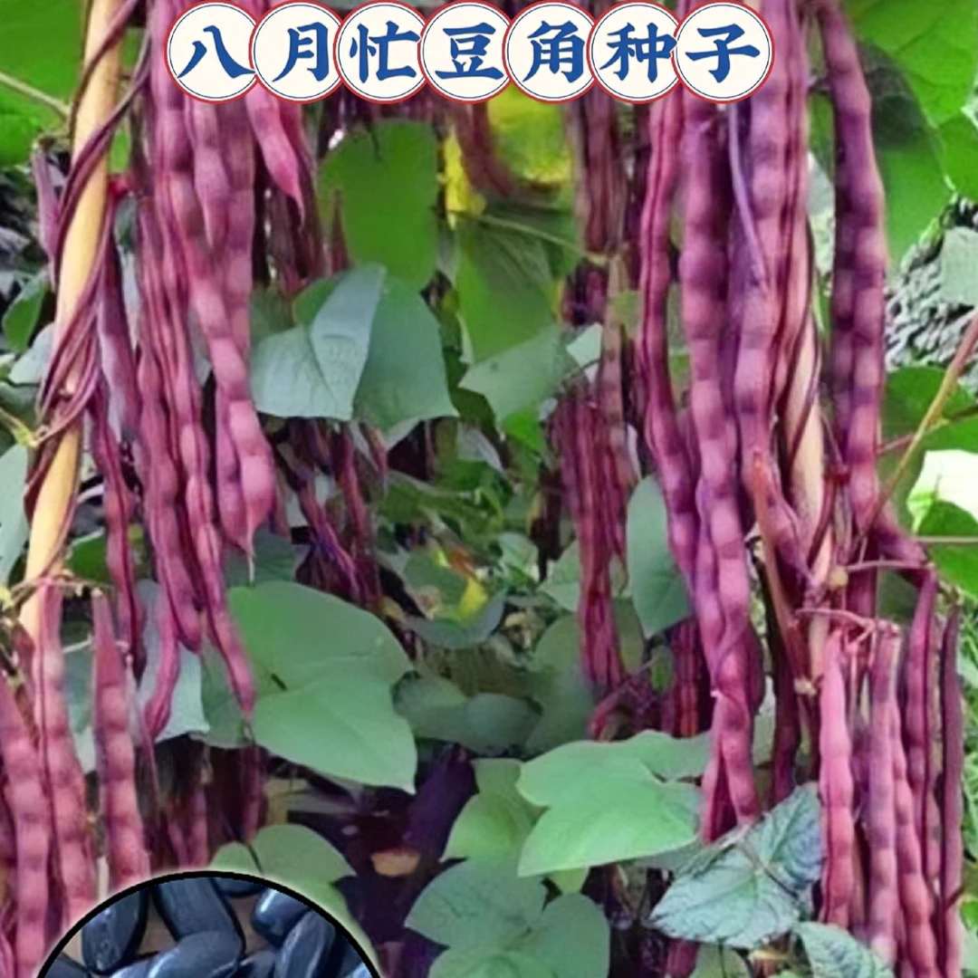 八月忙豆角包邮种子冻死鬼耐寒耐热高产四季豆籽紫色蔬菜蔬菜种子