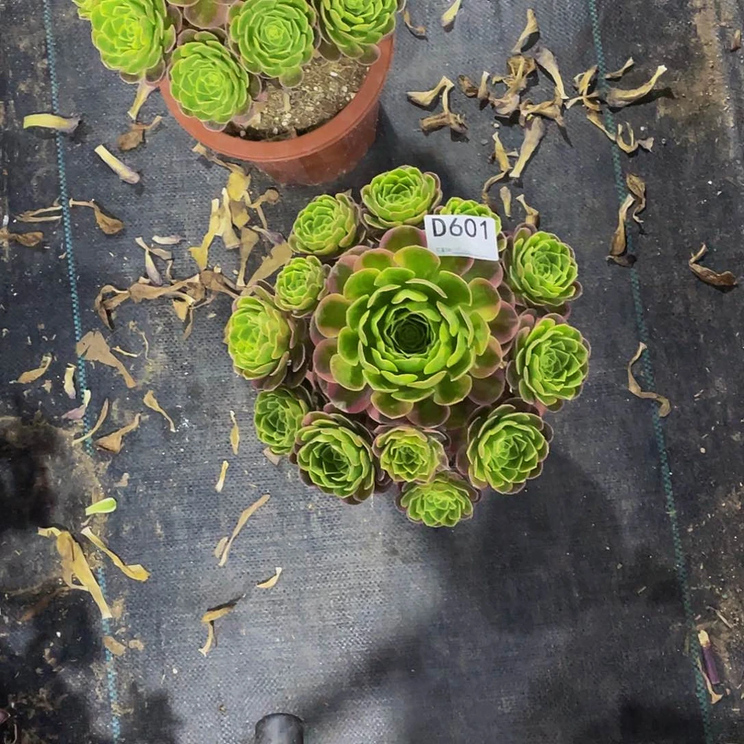 清*?奶白多肉      601