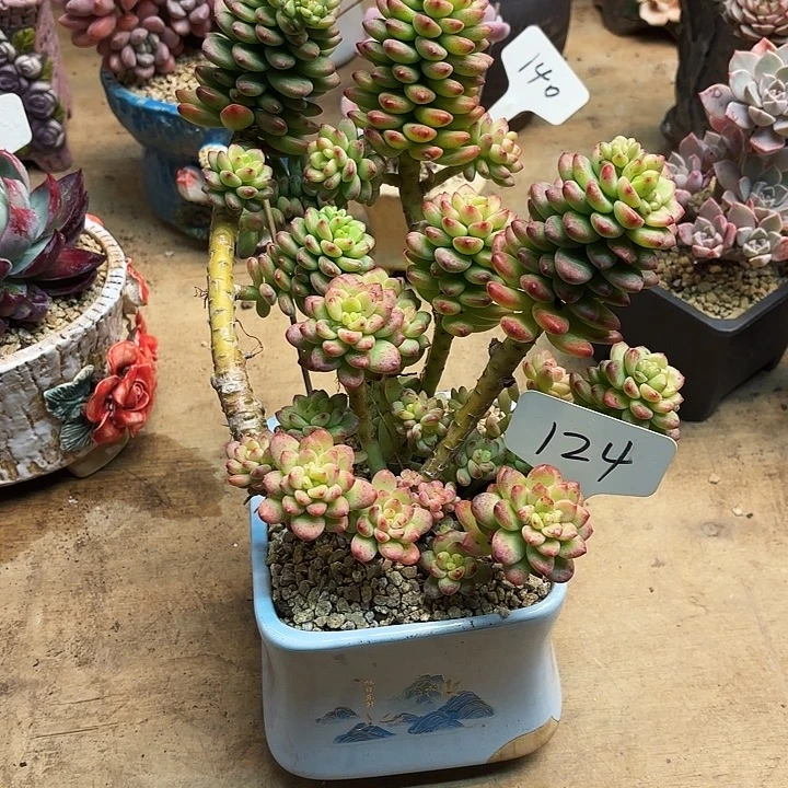 多肉植物，香格里拉124号