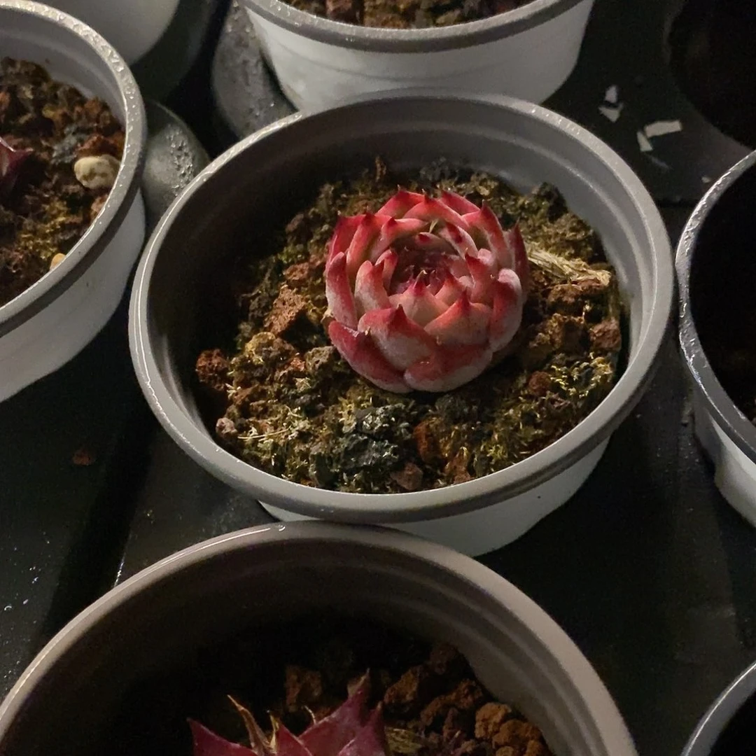 团。小惊鸿。福利多多