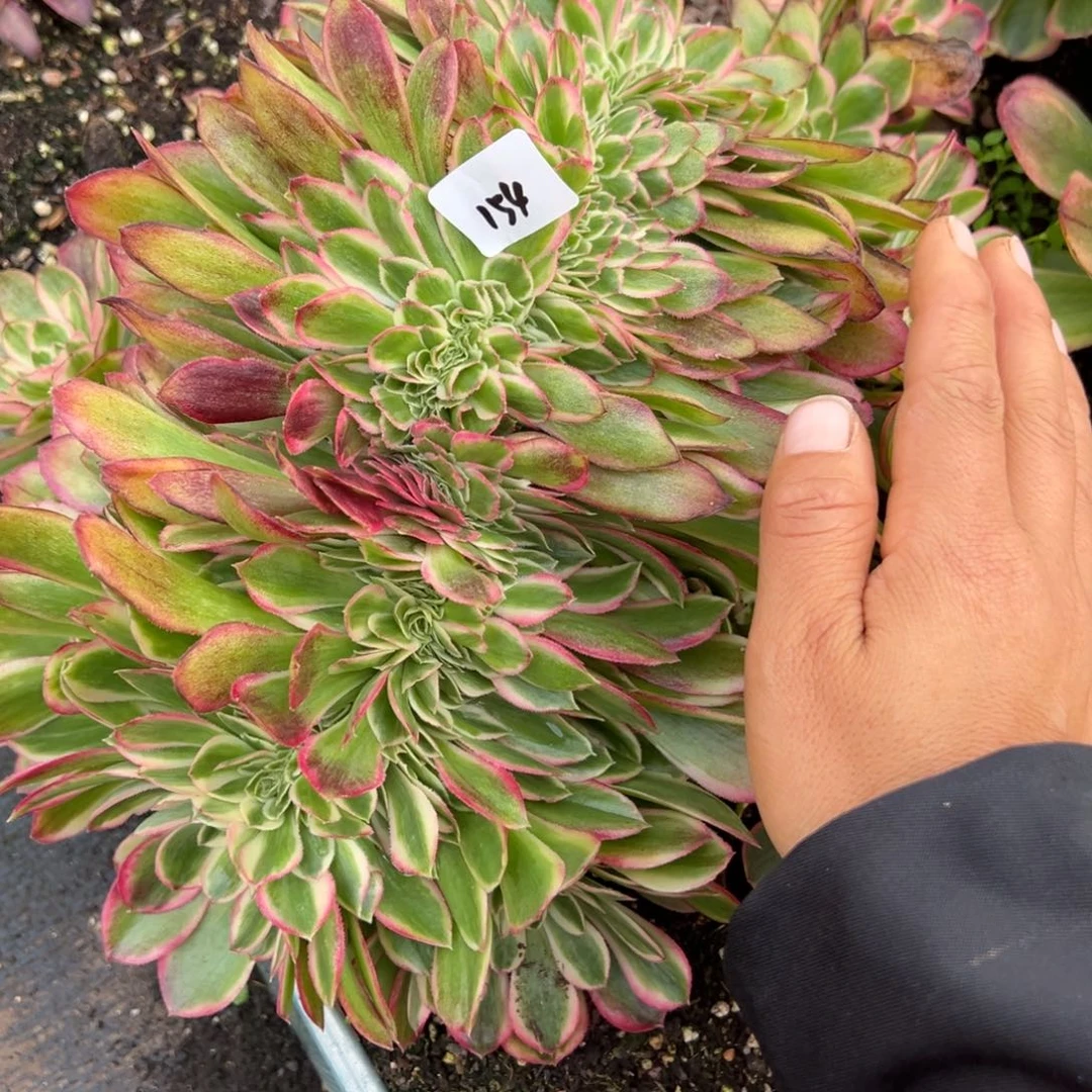 154孔雀翎多肉缀多肉