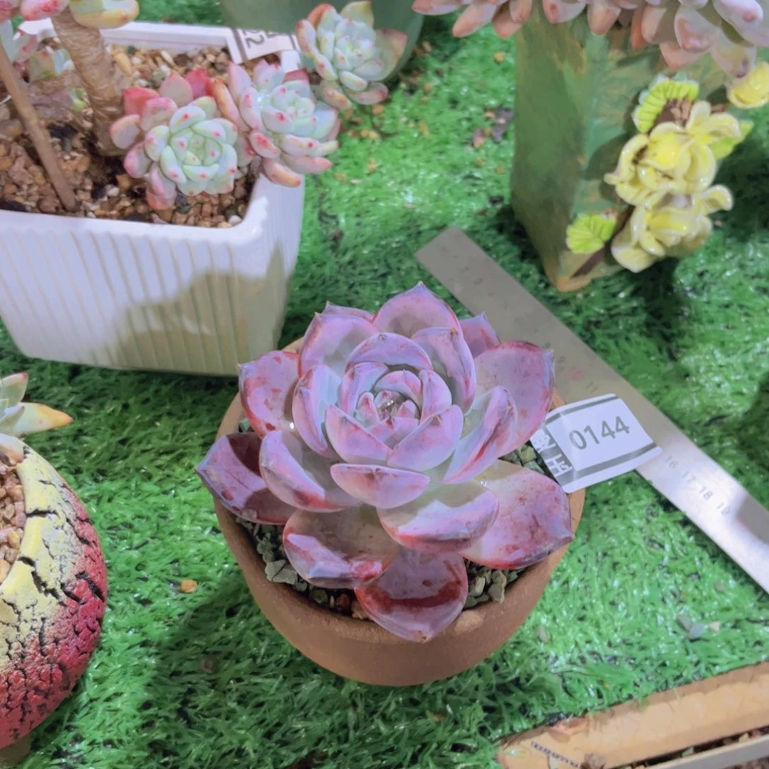 黑卡多肉植物0144