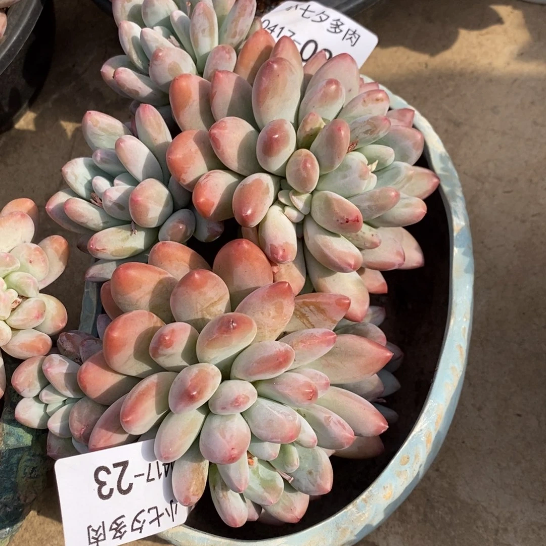 「**」小七夕多肉香所23