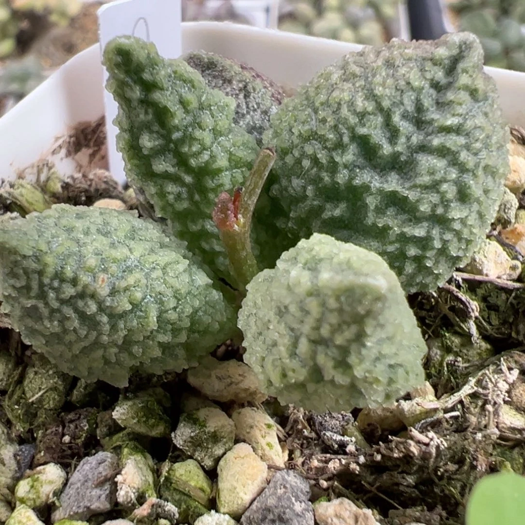 实生新品多肉植物水泡多肉植物水泡