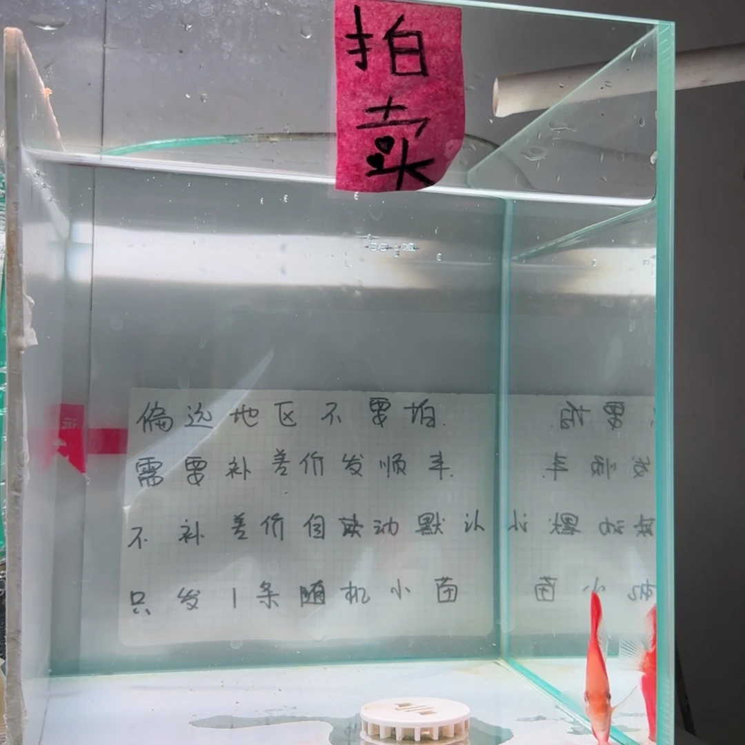 七彩神仙鱼肉身5偏远地区不拍