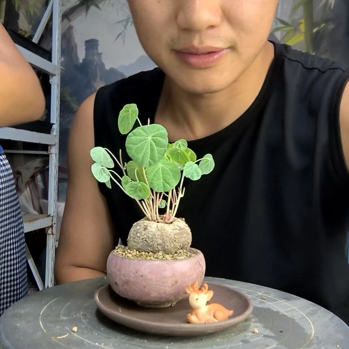 周*杰中青园艺一物一拍78
