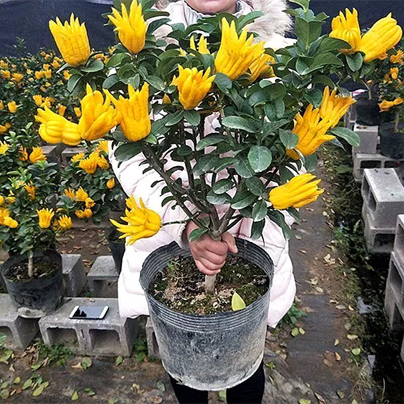 果树苗金佛手柑树苗盆景带果可食用大苗南方北方适宜观果盆栽植物