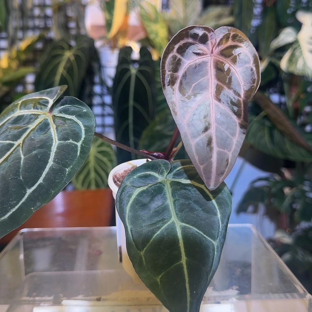 完全开放J195紫水晶杂流星