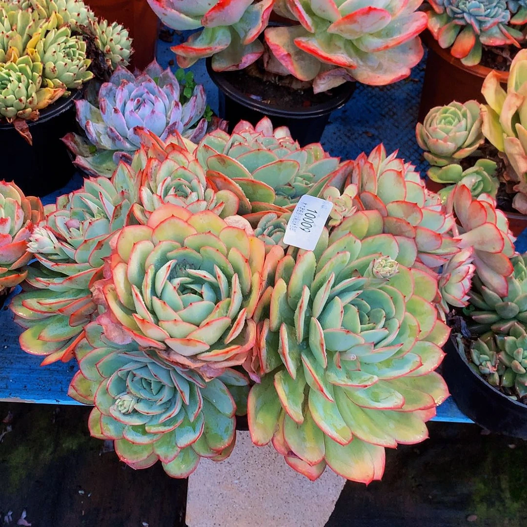 用***3        牡丹亭多肉10009