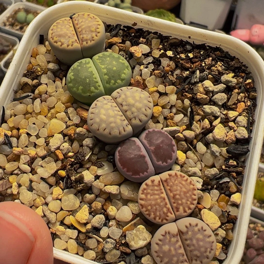 652多肉植物种类多样