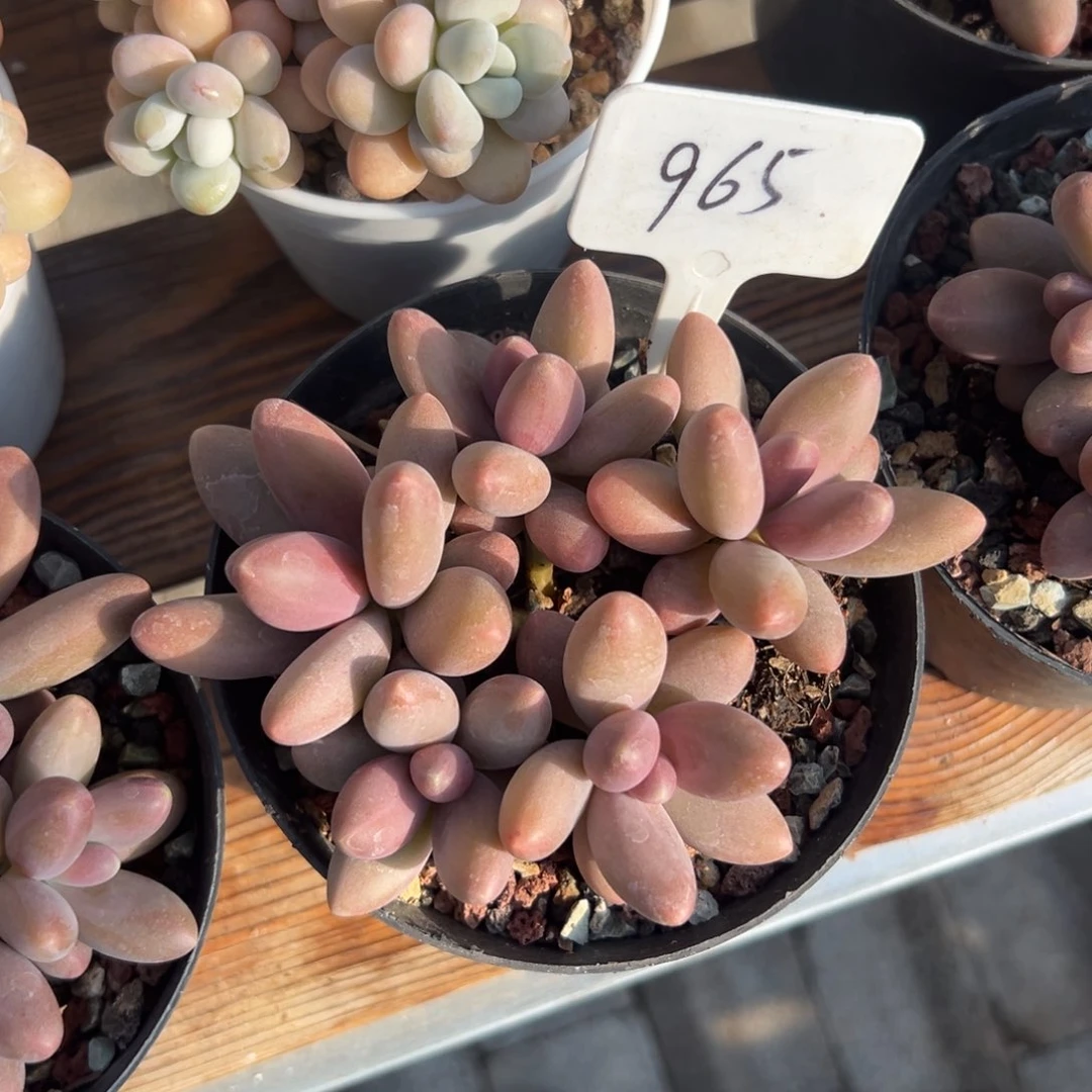 娜***开多肉植物一物一拍