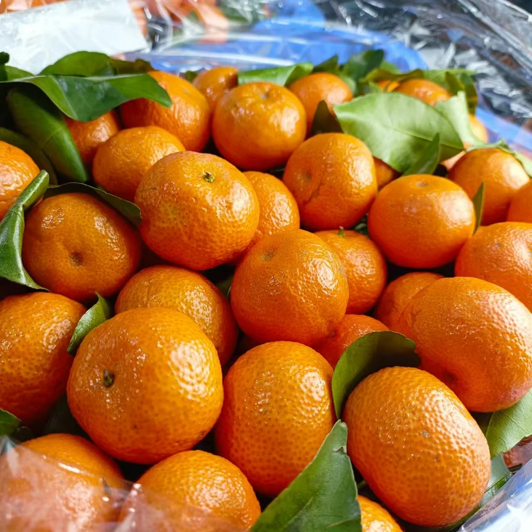 利氏高糖薄皮砂糖橘橘子(惠鲜水果)