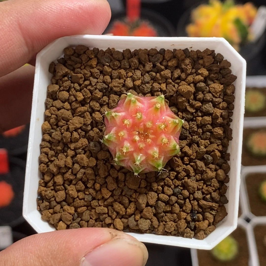 轮回—带盆土发货10