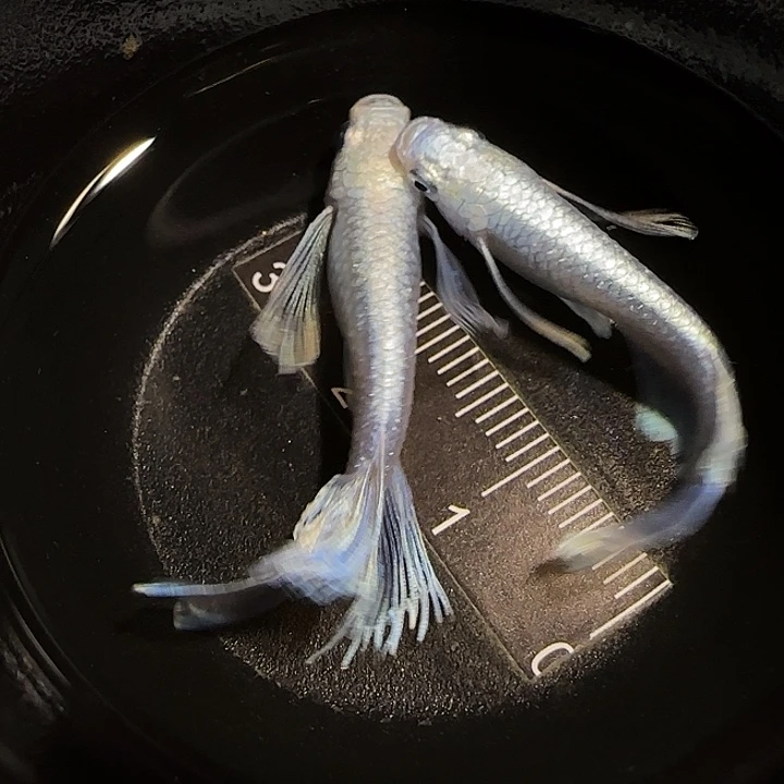 青鳉鱼一物一拍033