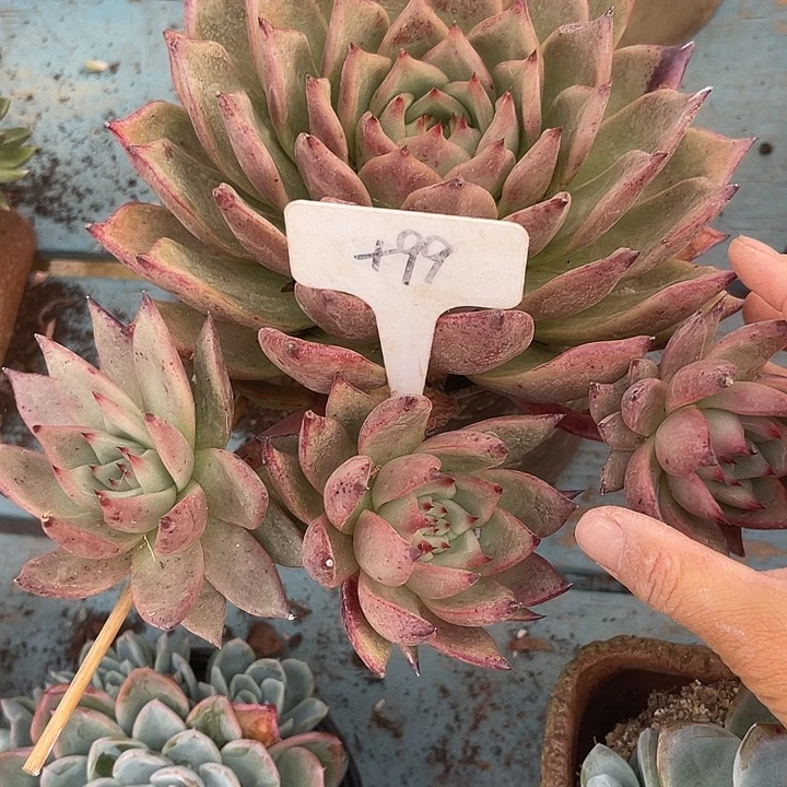 我回来了哟，两单包邮99红颜蜜语