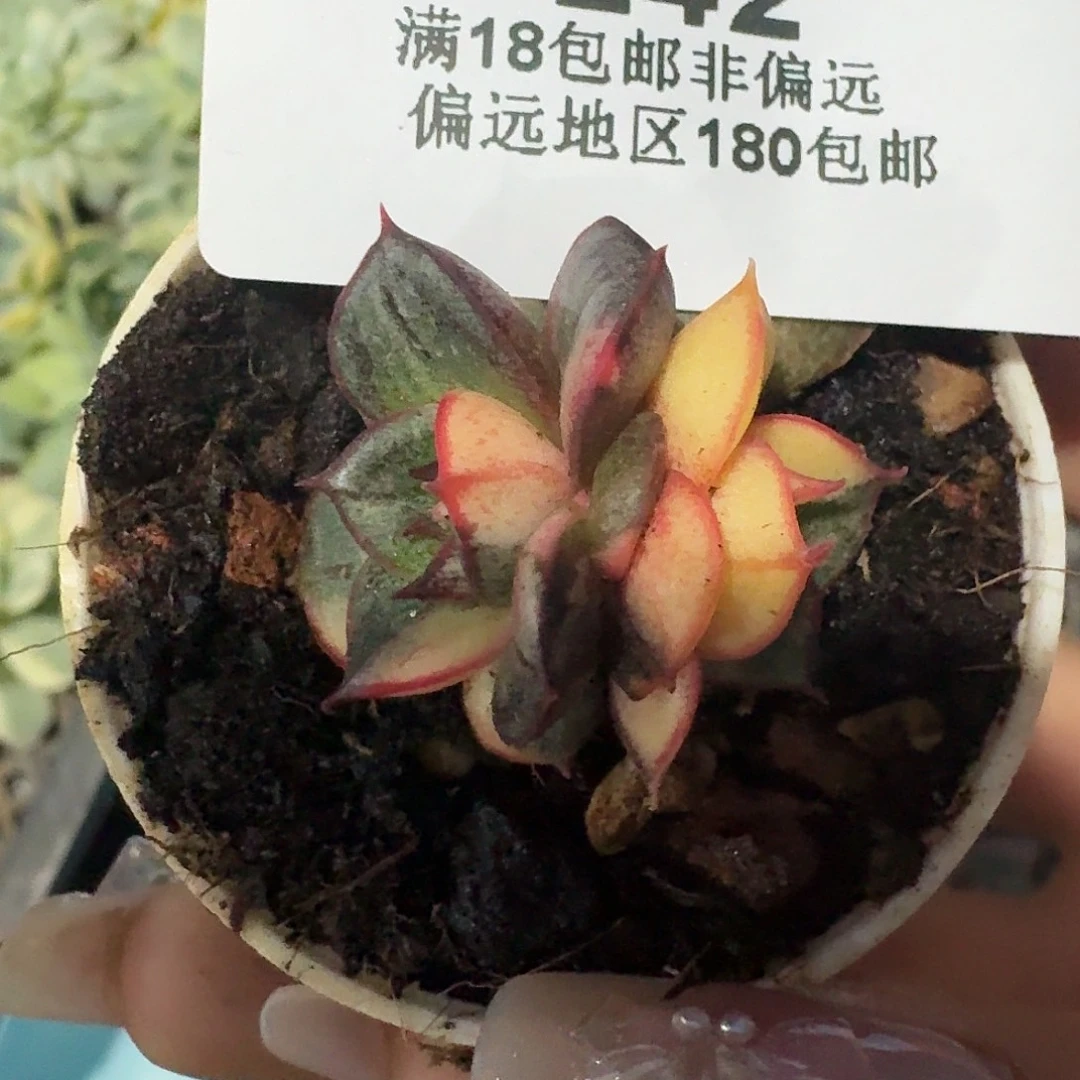242麒麟座锦一物一拍