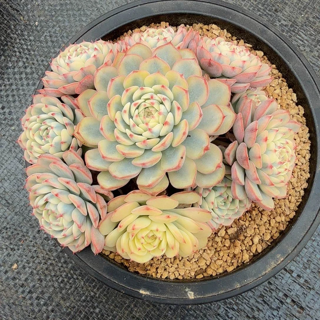 姬莲锦捧花锦上园艺一物一拍