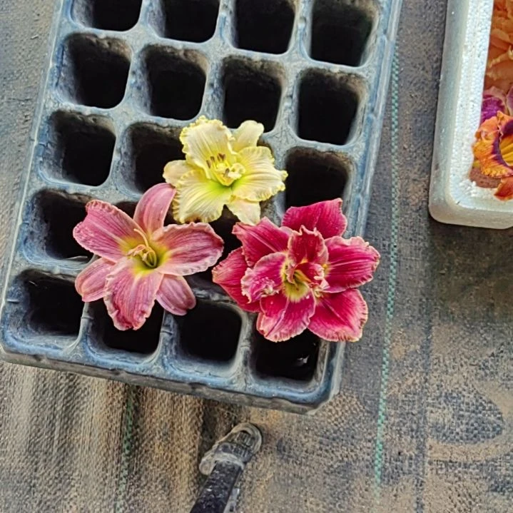 完全开放香草玫瑰石榴裙