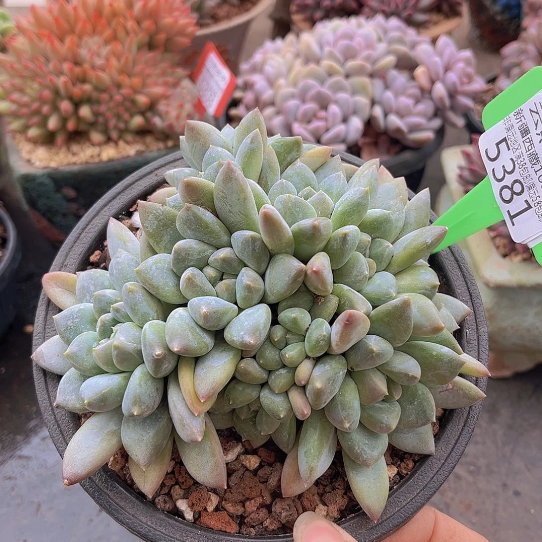 5381大叶奶糖多肉植物