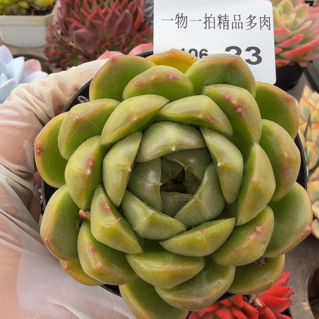 1106-23多肉一物一拍