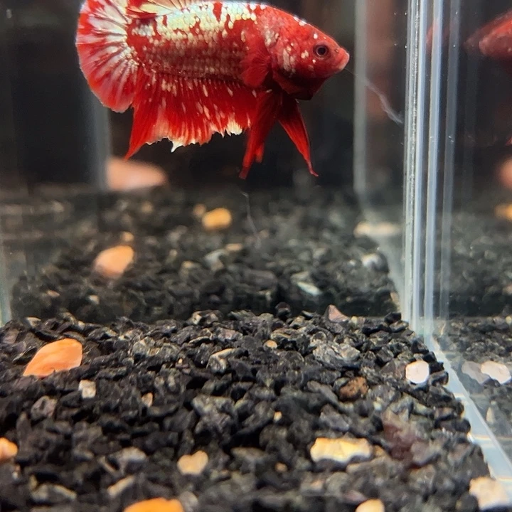 斗鱼一单包邮13日123