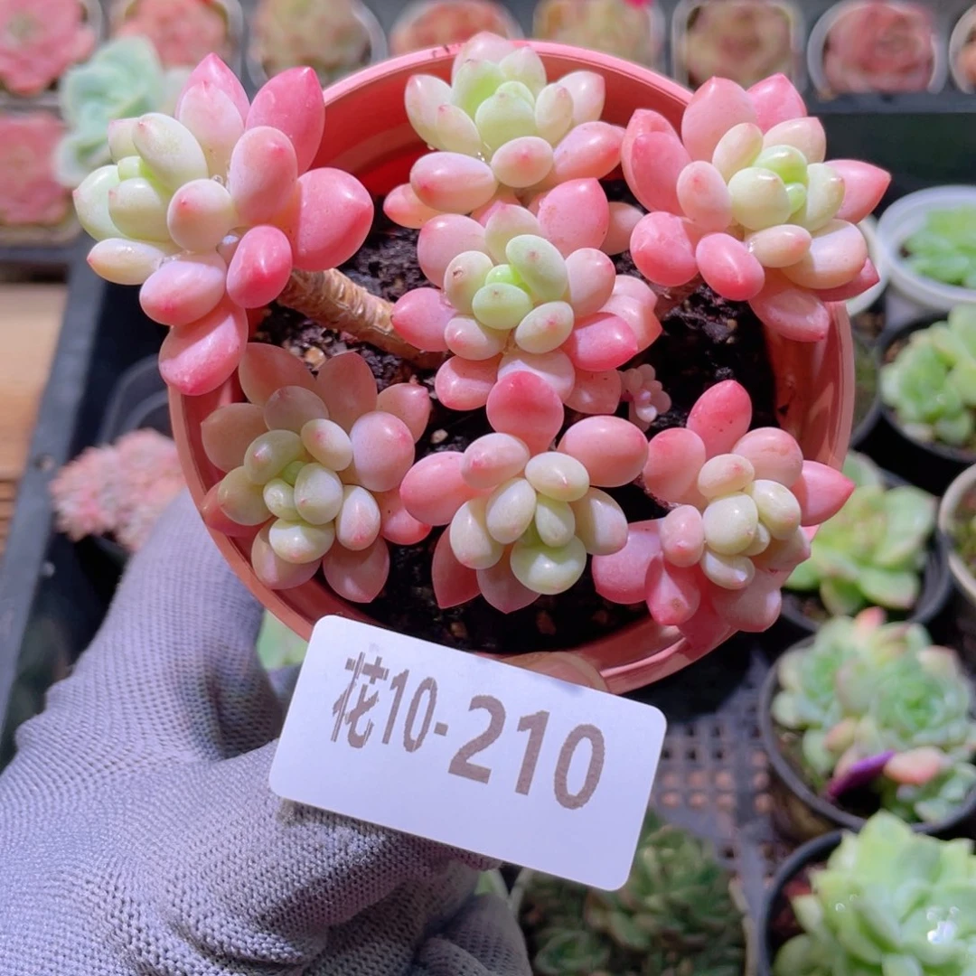 花利美 10-210鱼子酱