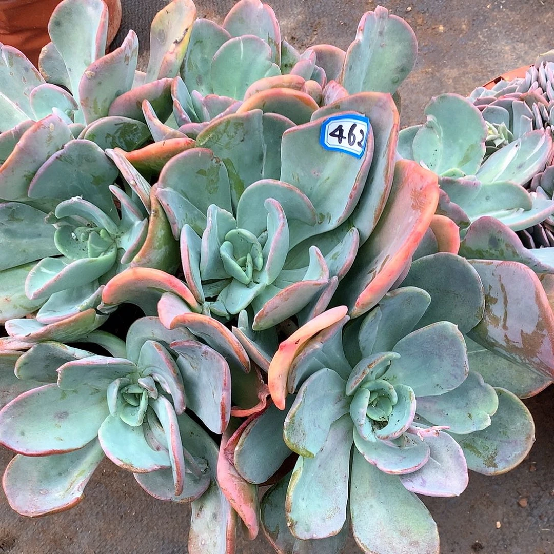 462疯狂锦 一物一拍多肉