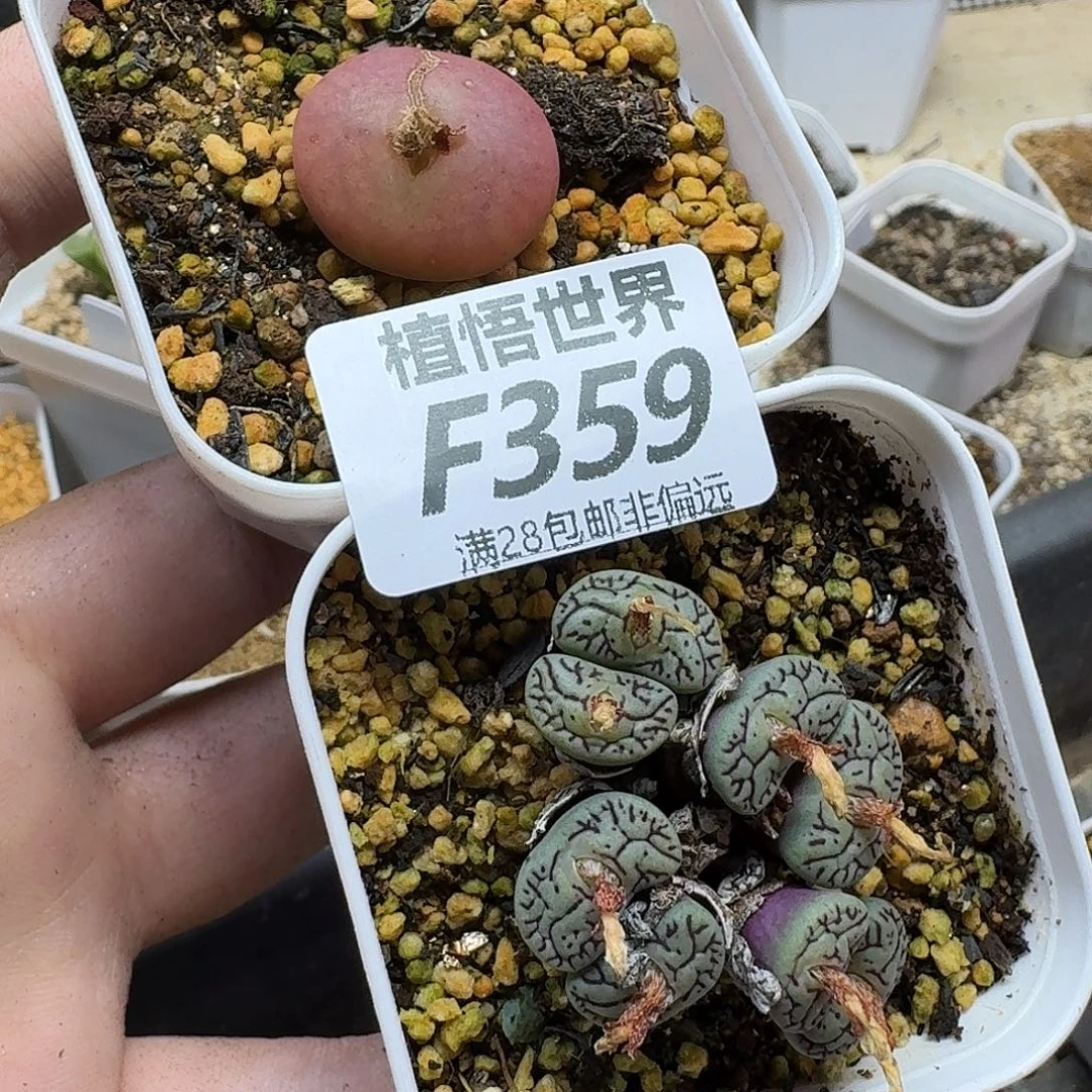 多肉植物的润泽fvb