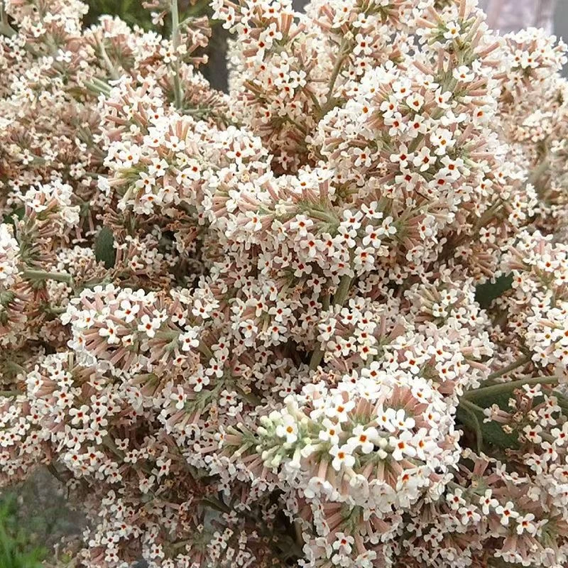 贵州野生密蒙花染饭花染色植物染料染黄饭染紫饭带枝干新鲜采摘