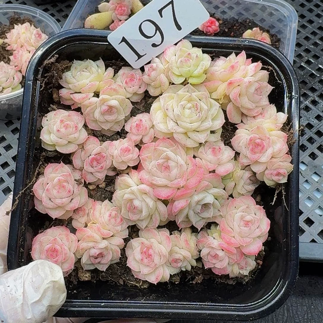 多肉植物多肉植物197