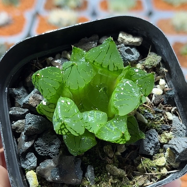 十二卷多肉裹实生