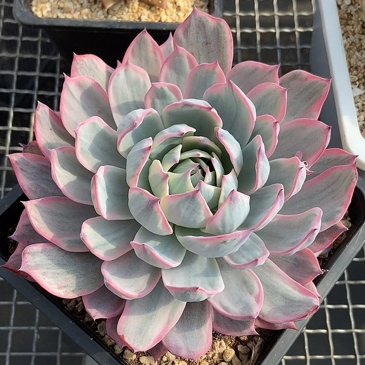 劳伦斯锦多肉植物