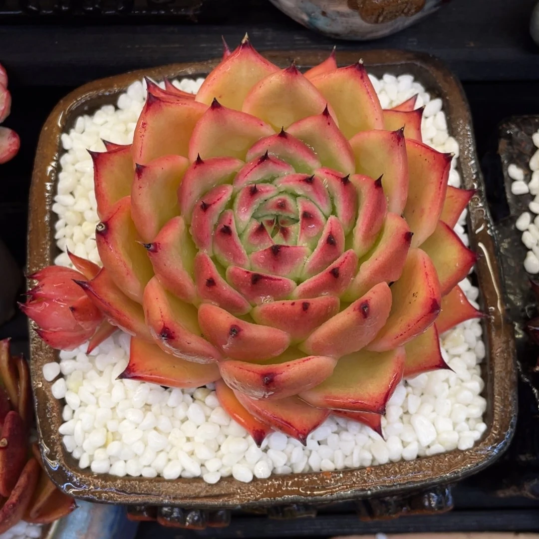 4多肉植物盆栽多肉植物