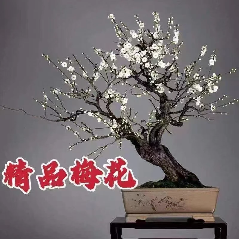 梅花盆栽老桩原生红梅腊梅绿梅白梅朱砂梅盆景花卉带盆耐寒植物