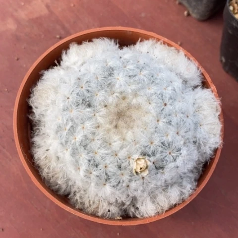 白星群生6仙人球