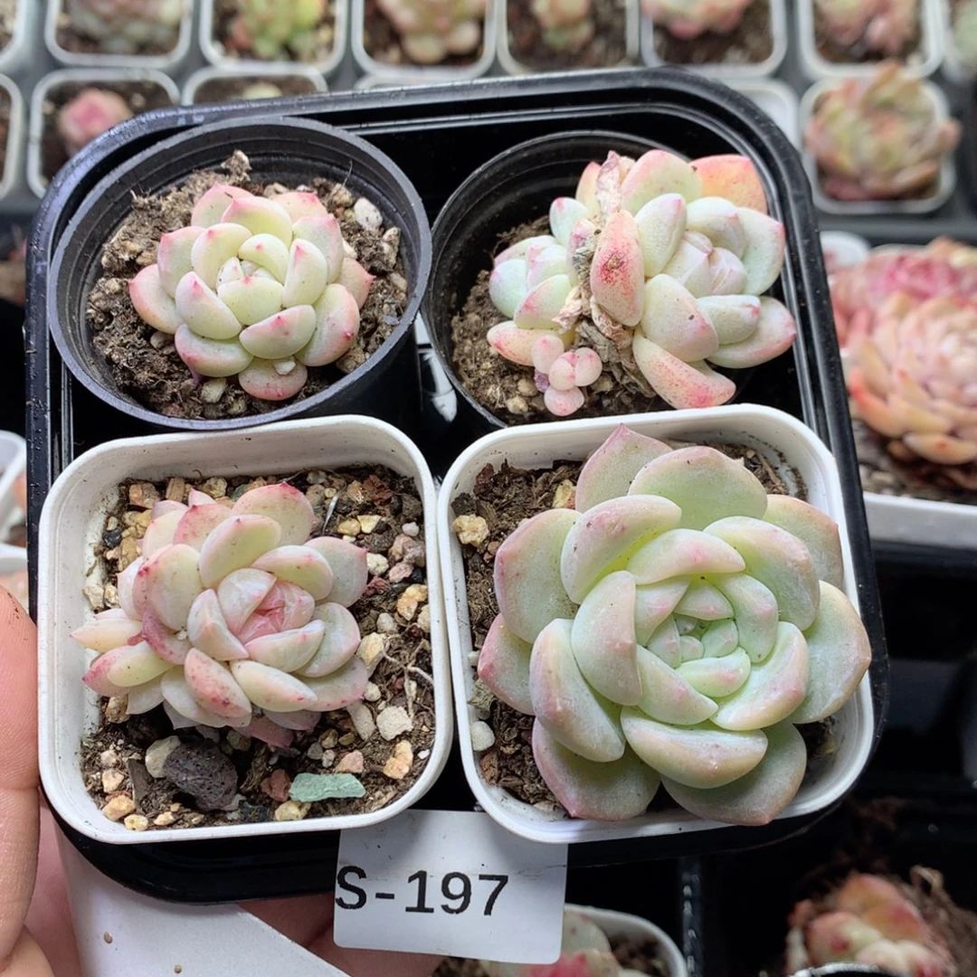 无花朵S197月英语英语