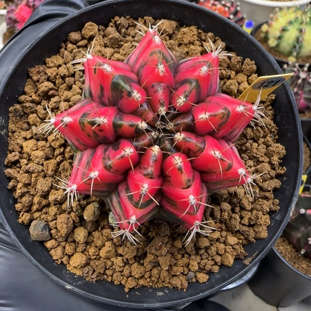 121号泰系实生米哈红色虎斑锦