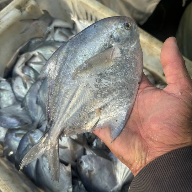 大连本地纯野生鲳鱼（银鲳鱼）