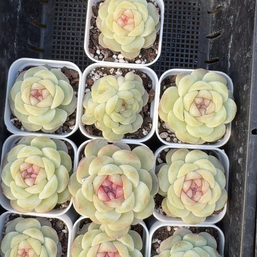 1229-037-荷包蛋一颗量拍