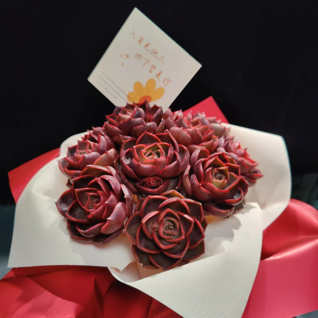 【年宵花】无土多肉--无土多肉--精品花束红灯娜欧蜜娜娜红拂（11枝）