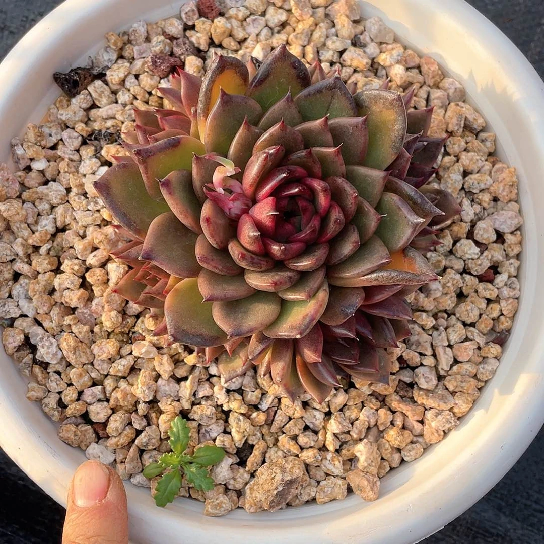 罗*蓝多肉植物一物一拍