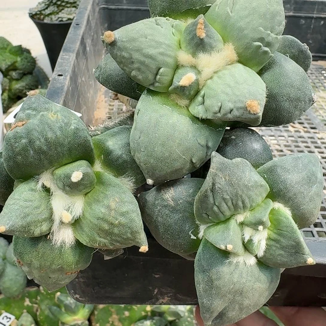 【闪购商品】无花朵梦***台三颗牡丹697