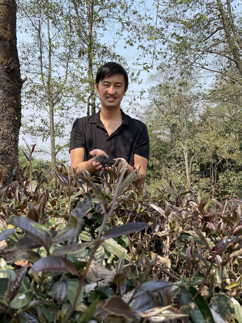 2025头春紫茶散茶通用链接