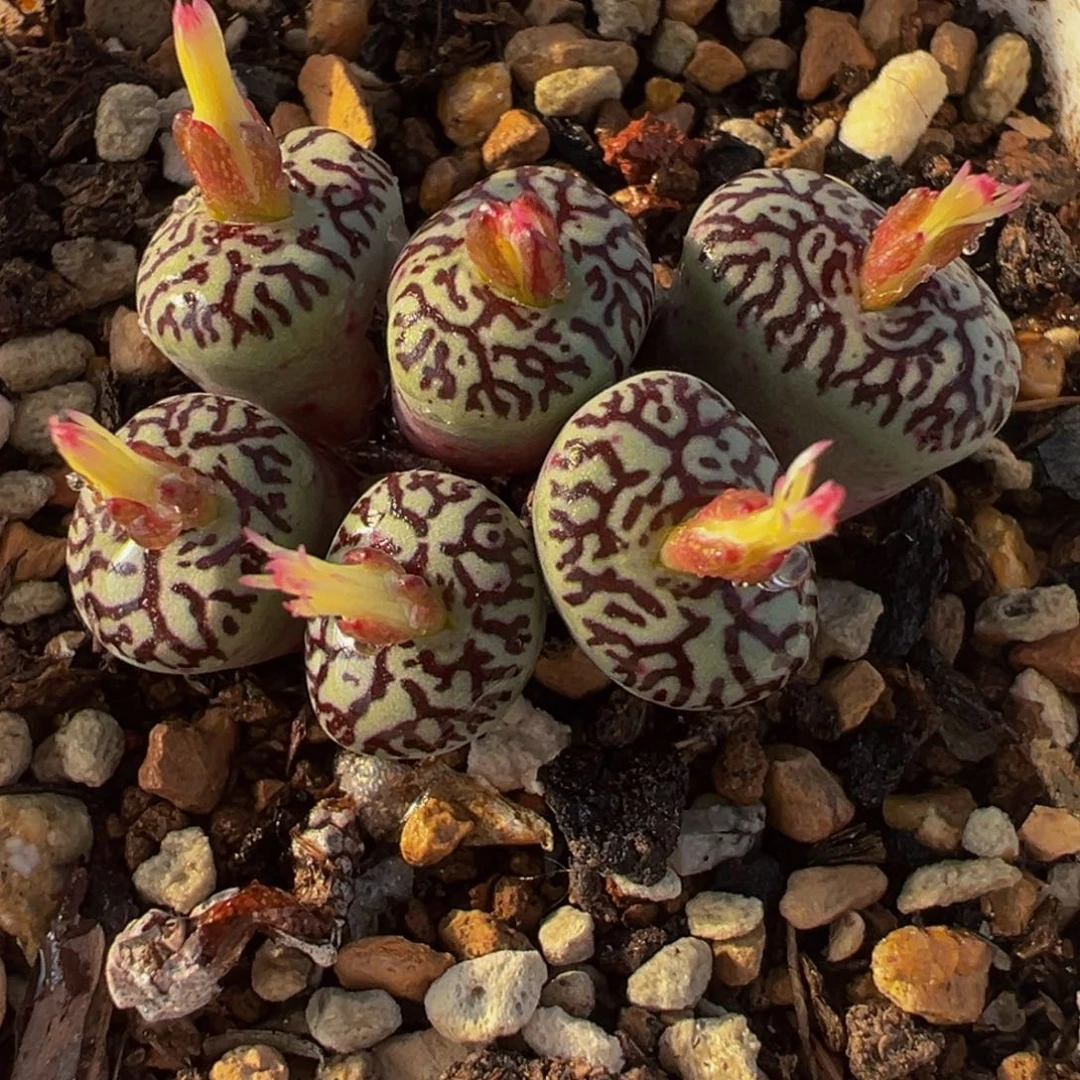 017多肉植物种类多样