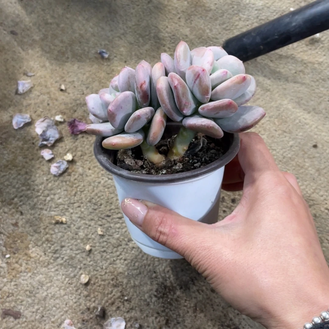 昼夜星河冠幅11 公分一物一拍