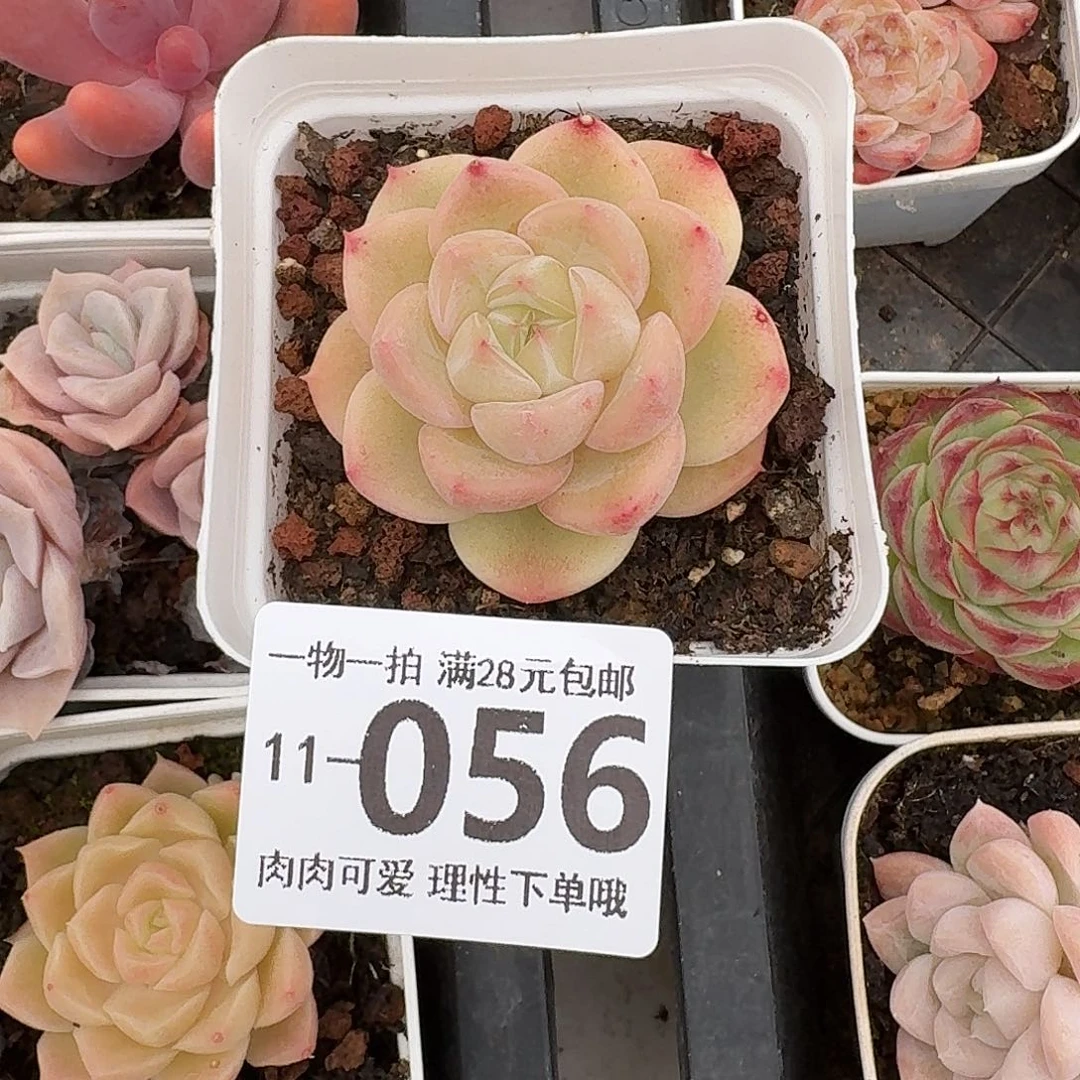 璇玑无盆土发货无