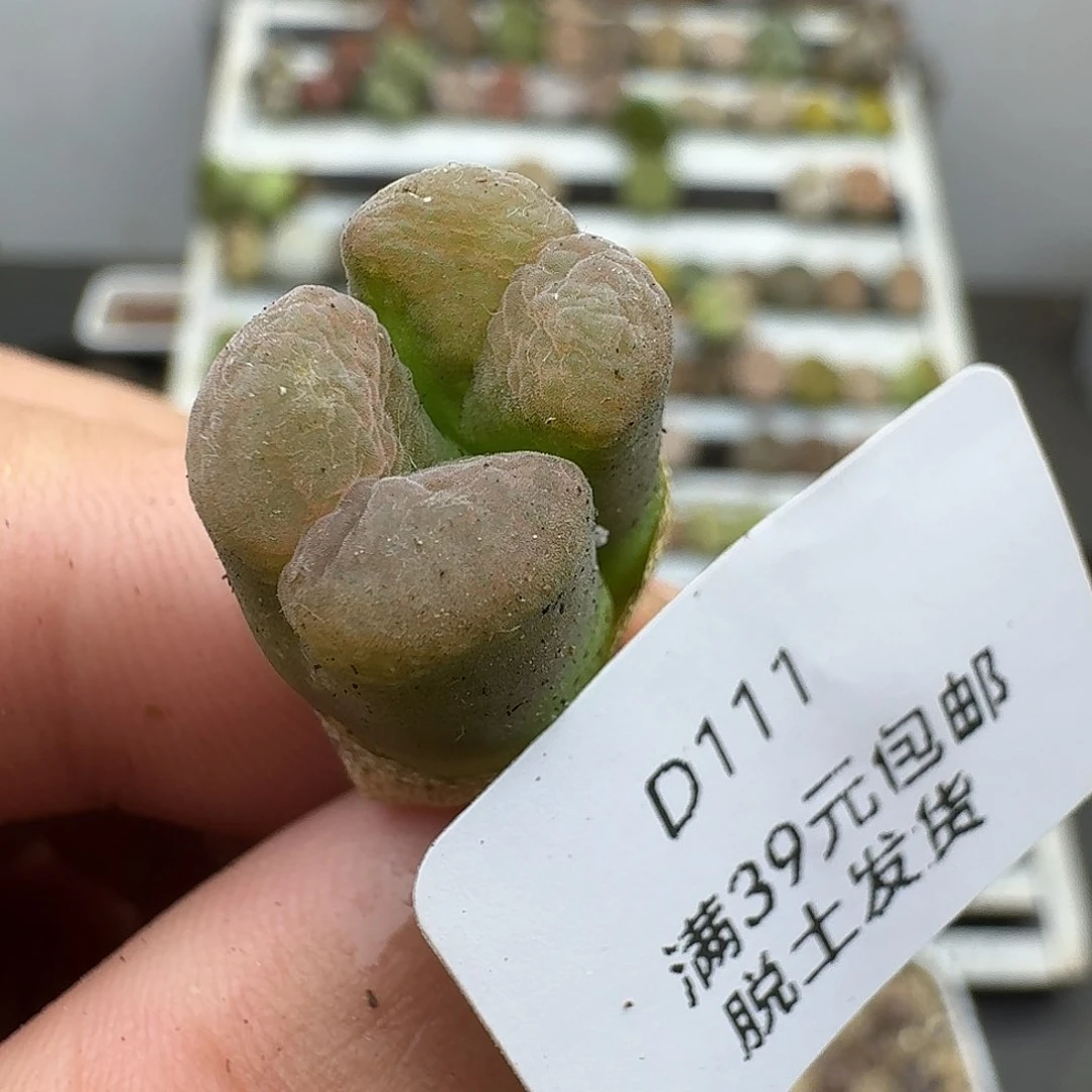 你***u111多肉哈哈哈哈哈哈哈