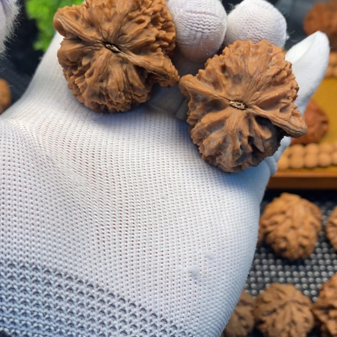 秦岭森林中发现两条巨