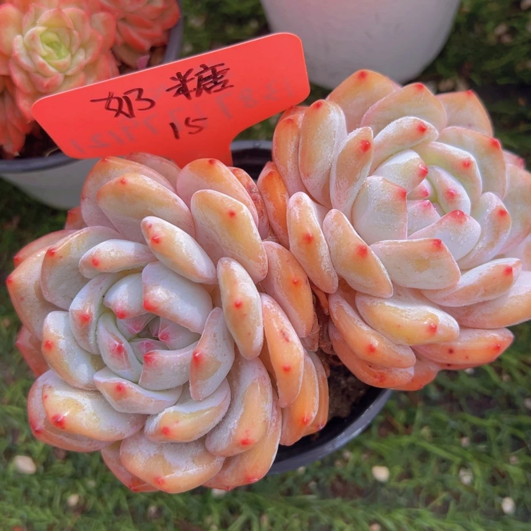 香玉的故事是一个人的故事