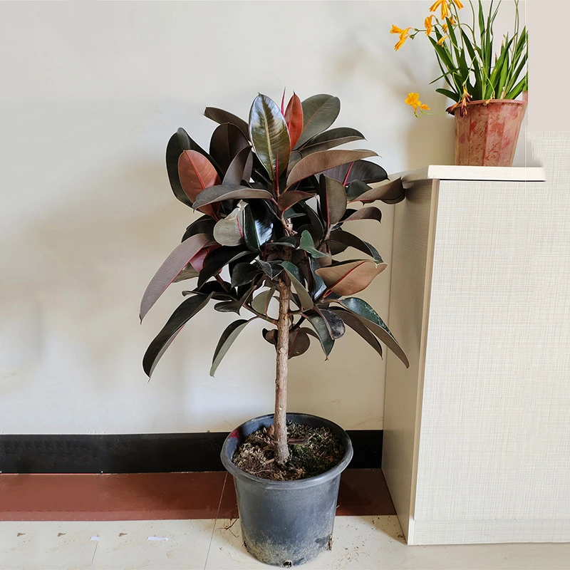 大橡皮树盆栽小橡皮树装饰阳台四季常青好养黑金刚盆景花卉绿植